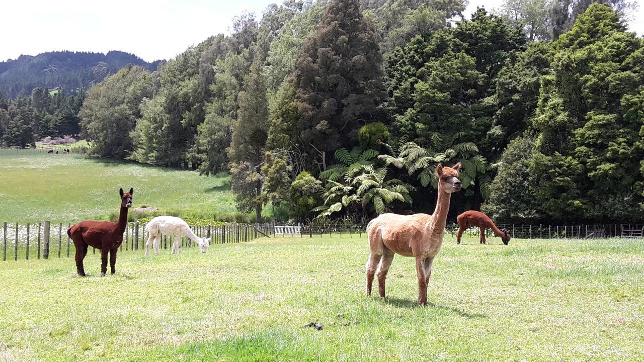 Vinegar Hill Bed and Breakfast Kauri Buitenkant foto